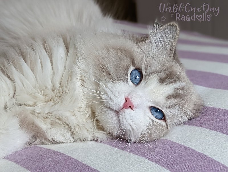 Common Health Problems In Ragdoll Cats And How To Prevent Them
