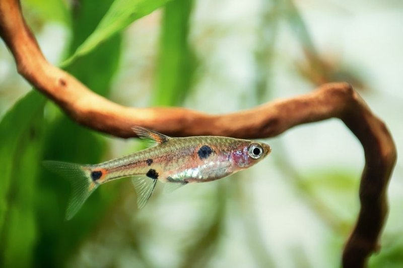 Common Health Problems In Rasbora And How To Treat Them
