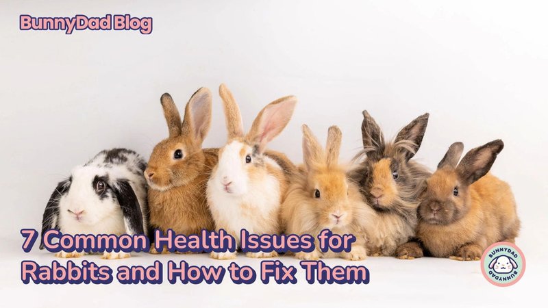 Common Health Problems In Rex Rabbits And How To Prevent Them