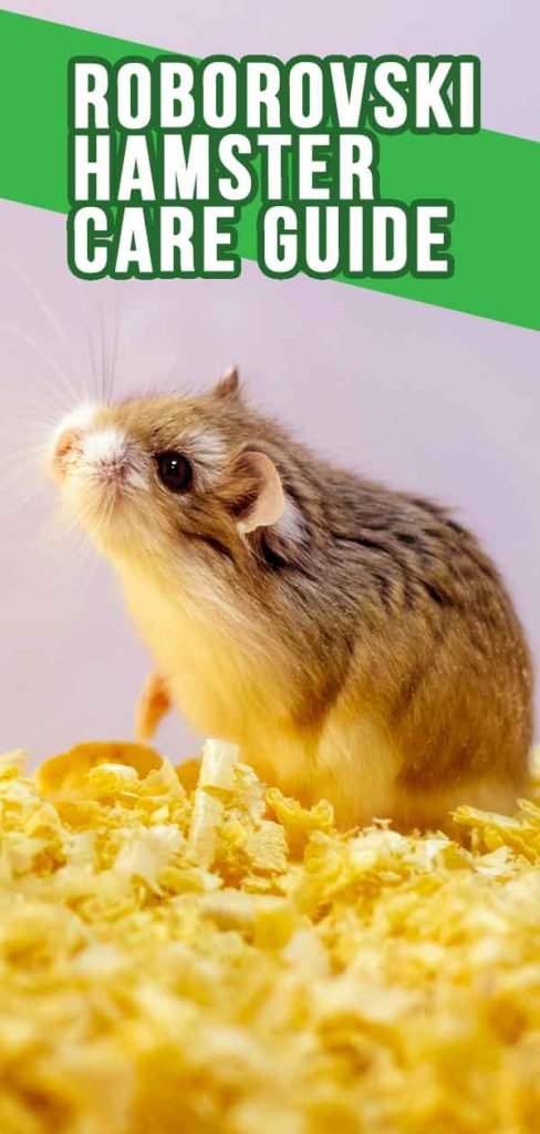 Common Health Problems In Roborovski Hamsters And Prevention Tips