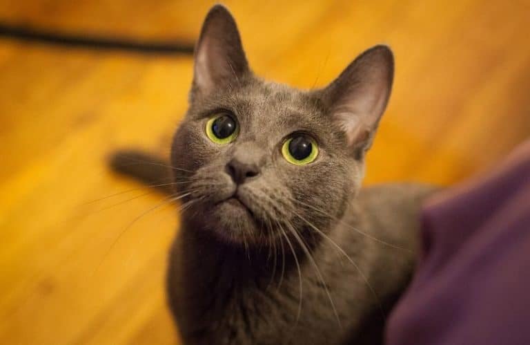 Common Health Problems In Russian Blue Cats And How To Prevent Them