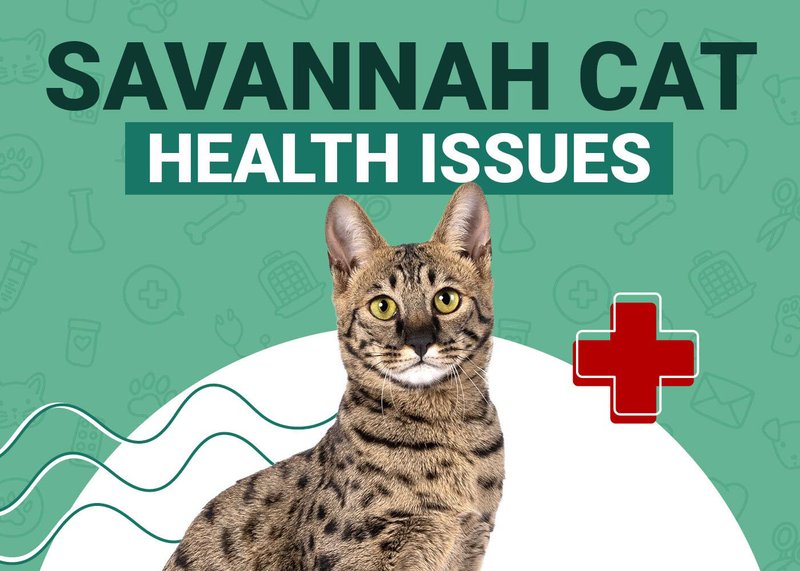 Common Health Problems In Savannah Cats And How To Prevent Them