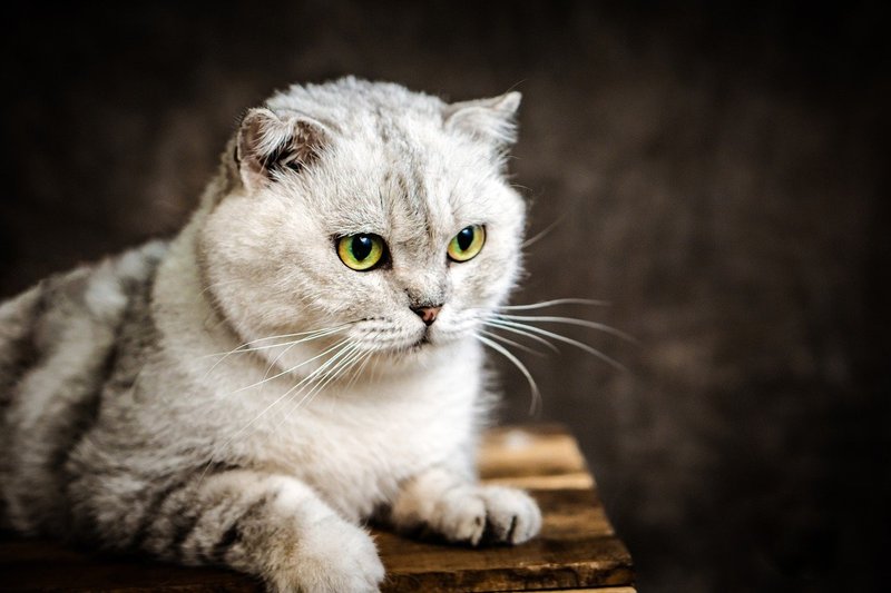 Common Health Problems In Scottish Fold Cats And How To Prevent Them