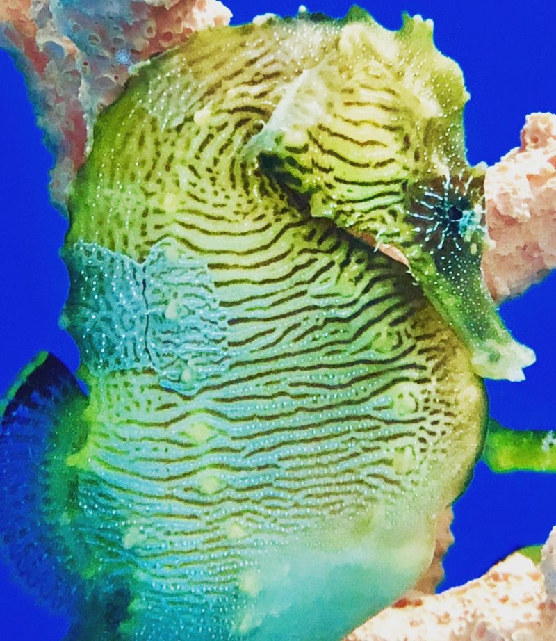 Common Health Problems In Seahorse And How To Prevent Them