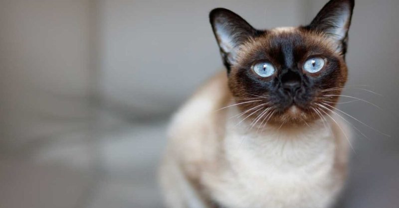 Common Health Problems In Siamese Cats And How To Prevent Them