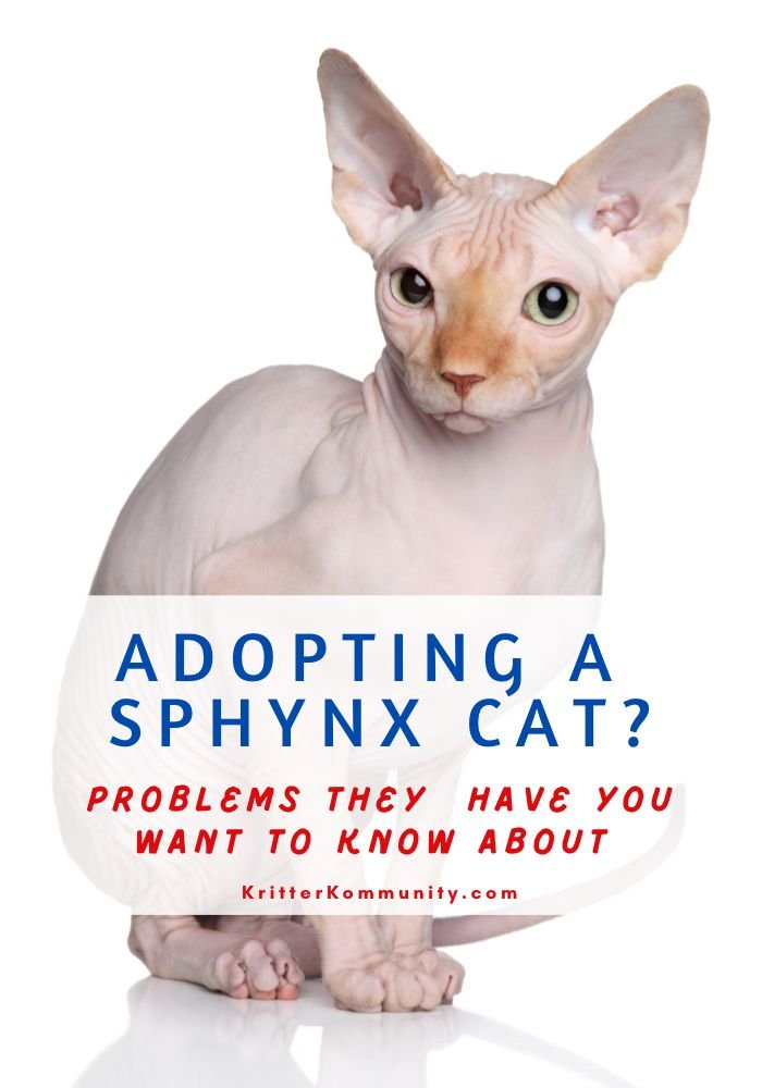 Common Health Problems In Sphynx Cats And How To Prevent Them