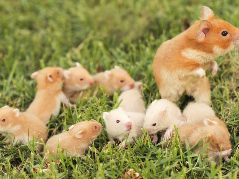 Common Health Problems In Syrian Hamsters And Prevention Tips