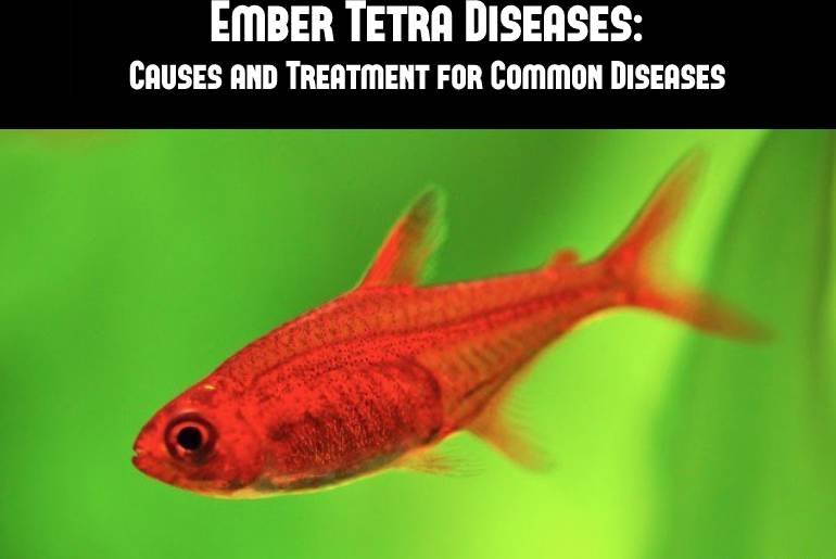 Common Health Problems In Tetra And How To Treat Them