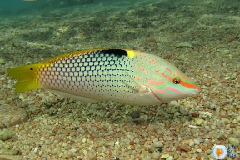 Common Health Problems In Wrasse And How To Prevent Them