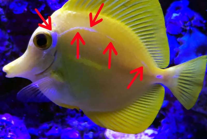 Common Health Problems In Yellow Tang And How To Prevent Them