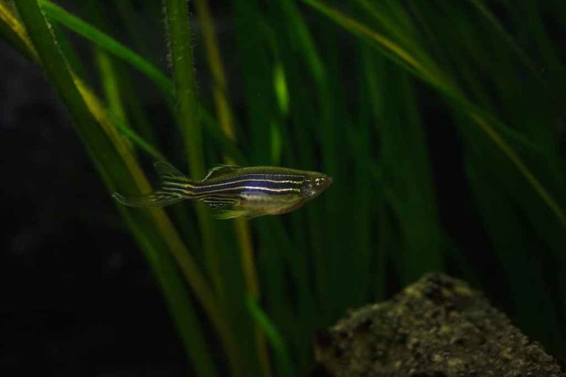 Common Health Problems In Zebra Danio And How To Treat Them