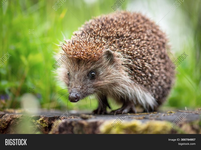 Common Hedgehog Health Problems And Prevention