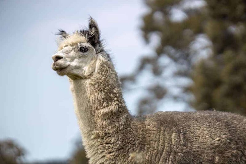 Common Llama Health Issues And Veterinary Tips