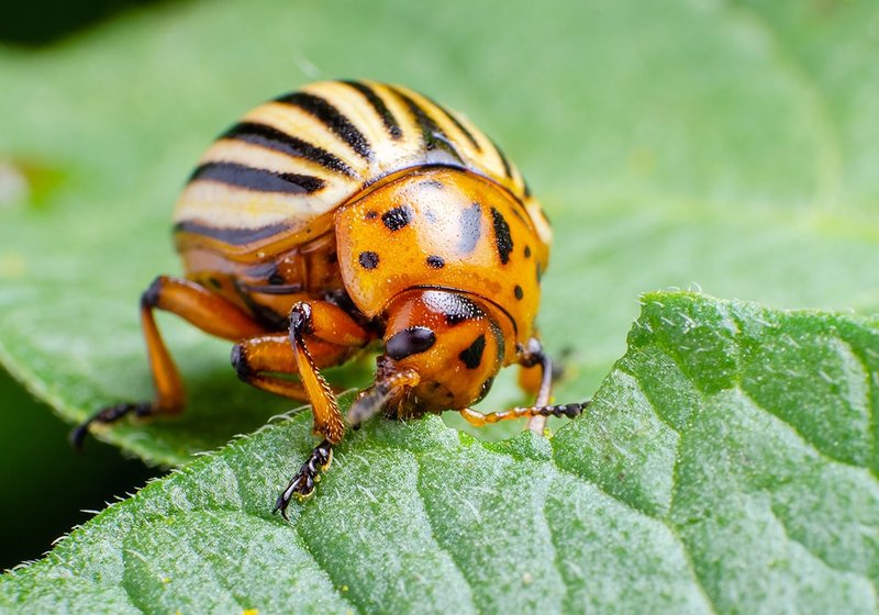 Common Myths About The Beetle