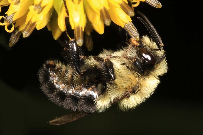 Common Myths About The Bumblebee