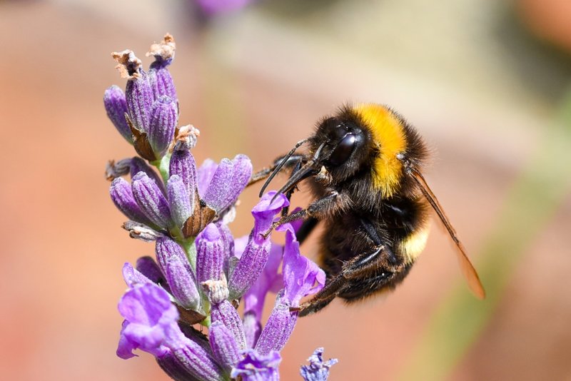 Common Myths About The Bumblebee
