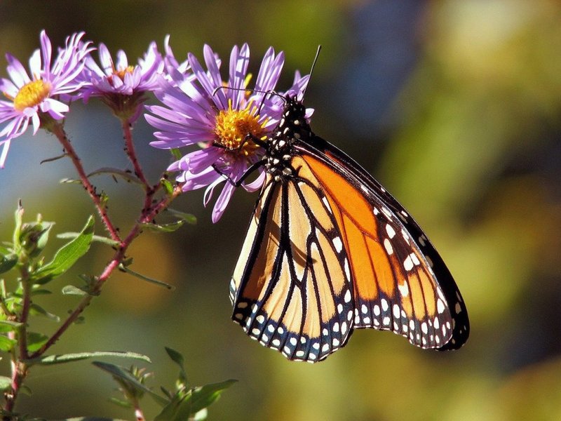 Common Myths About The Butterfly
