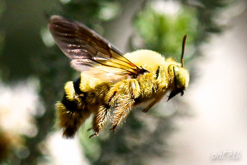 Common Myths About The Carpenter Bee
