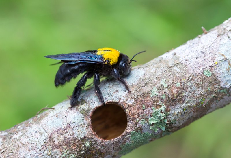 Common Myths About The Carpenter Bee