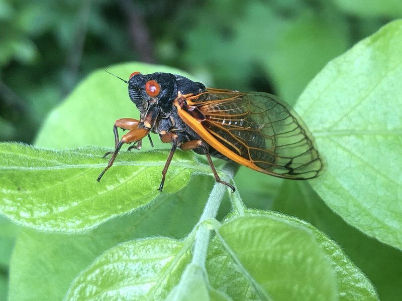 Common Myths About The Cicada