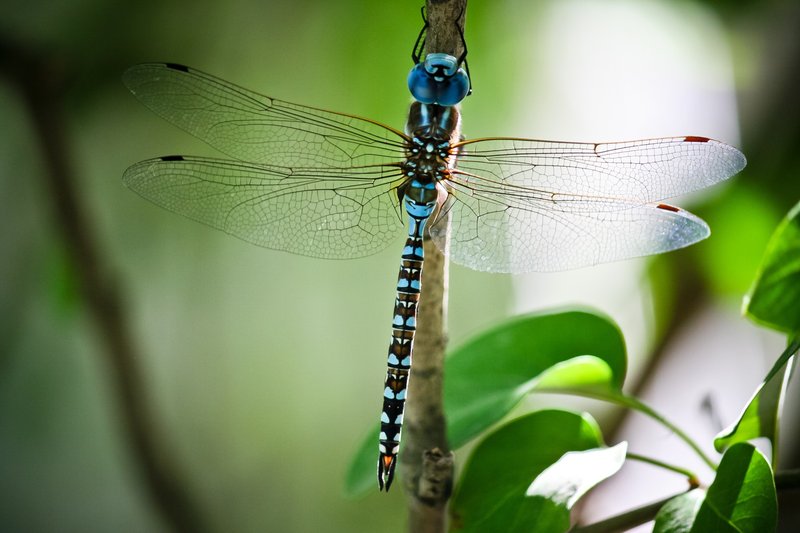 Common Myths About The Dragonfly