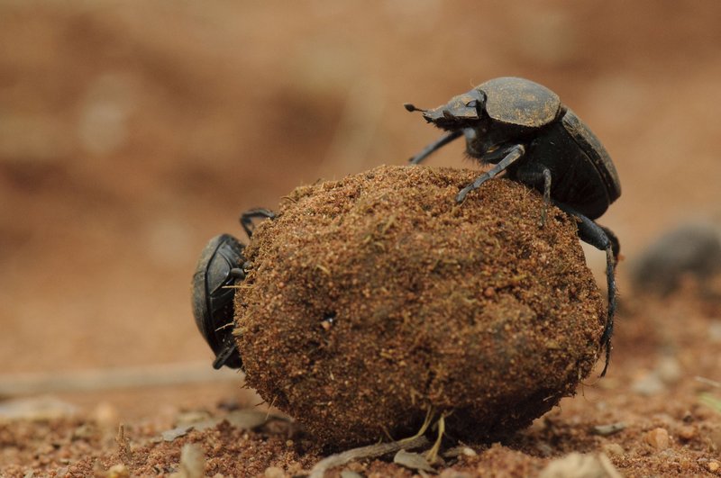 Common Myths About The Dung Beetle
