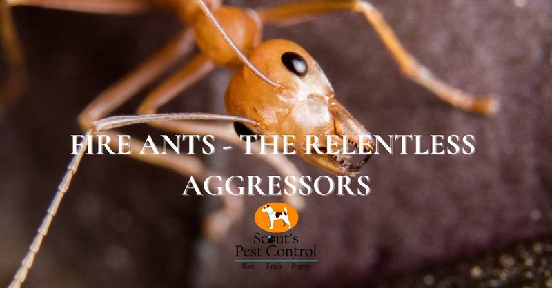 Common Myths About The Fire Ant