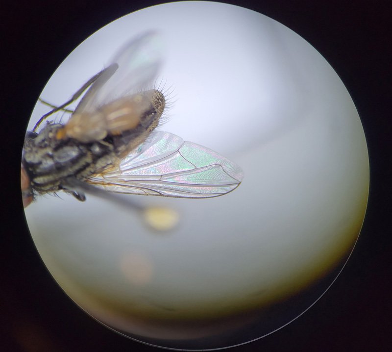 Common Myths About The Fly