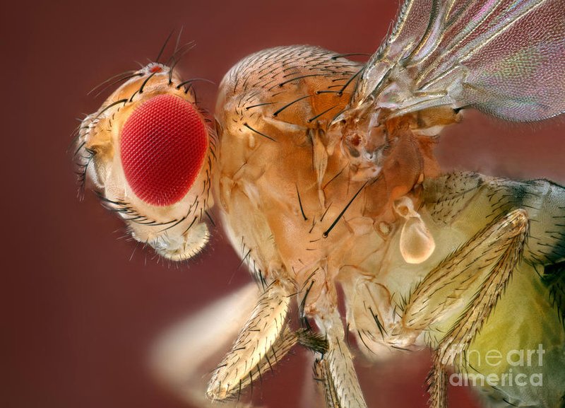 Common Myths About The Fruit Fly