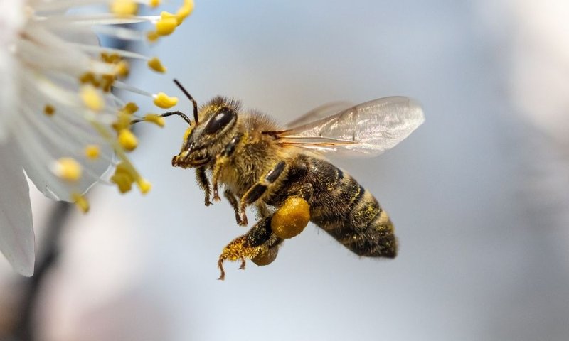 Common Myths About The Honey Bee