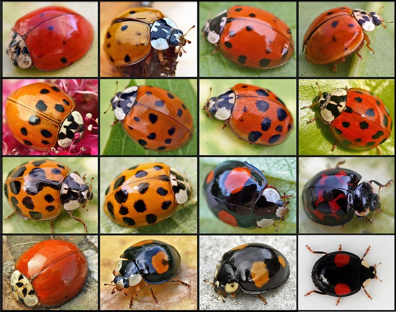 Common Myths About The Ladybug