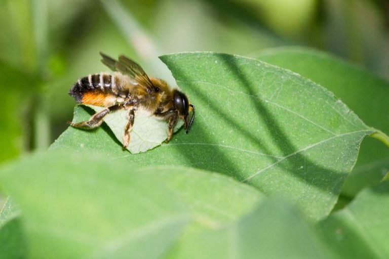 Common Myths About The Leafcutter Bee