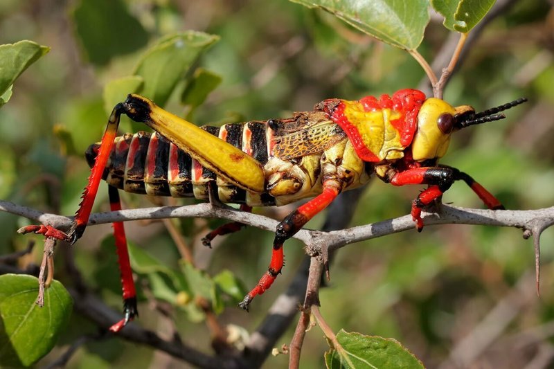 Common Myths About The Locust