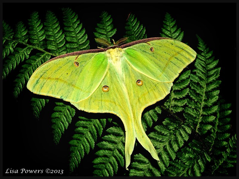 Common Myths About The Luna Moth