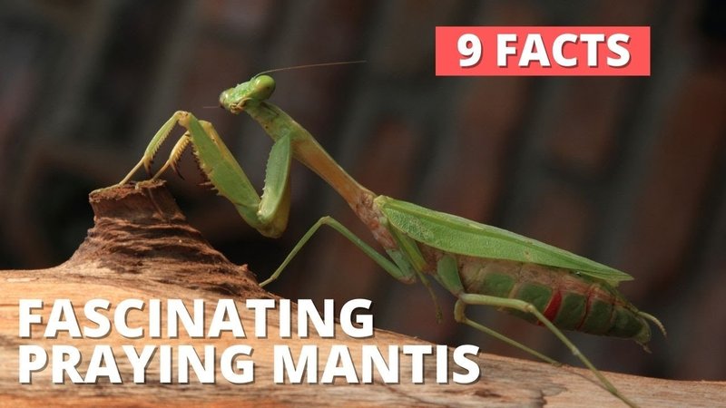 Common Myths About The Mantid