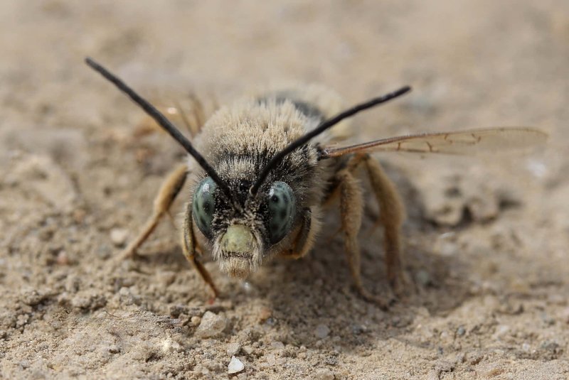 Common Myths About The Mining Bee