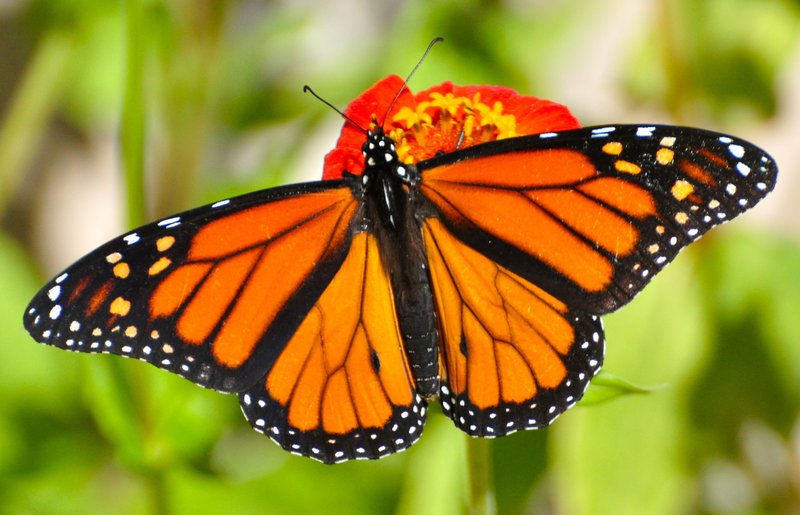 Common Myths About The Monarch Butterfly