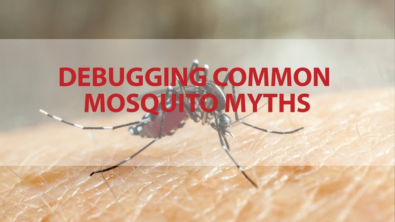 Common Myths About The Mosquito