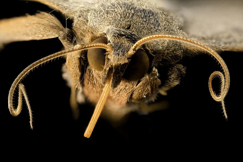 Common Myths About The Moth