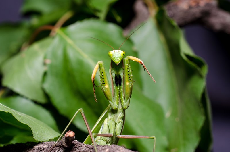 Common Myths About The Praying Mantis