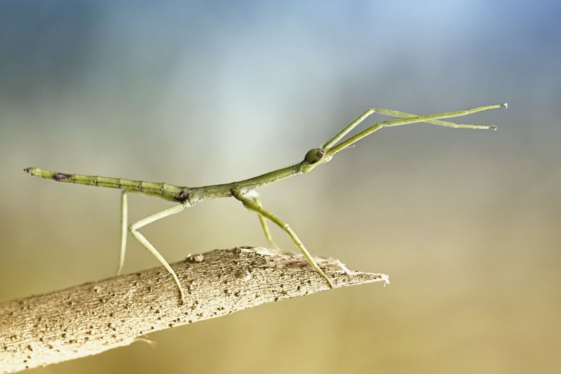 Common Myths About The Stick Insect