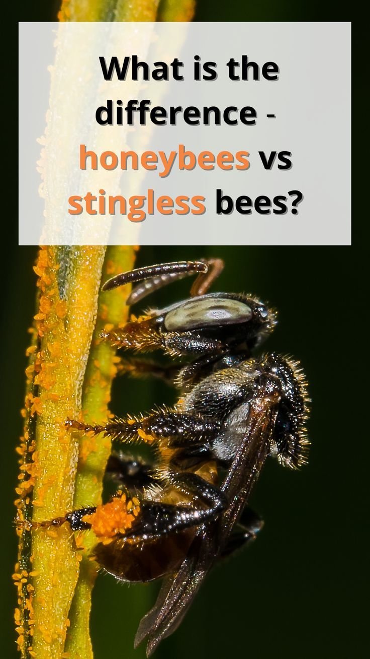 Common Myths About The Stingless Bee