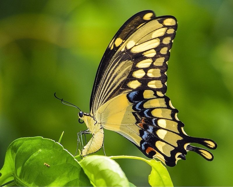 Common Myths About The Swallowtail Butterfly