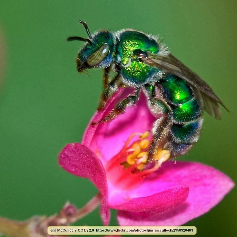 Common Myths About The Sweat Bee