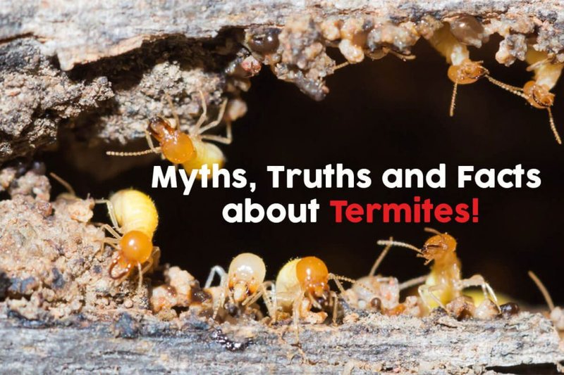 Common Myths About The Termite