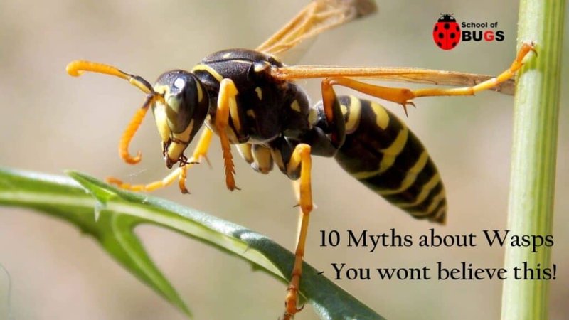 Common Myths About The Wasp