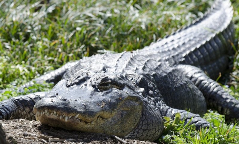 Common Myths And Facts About The Alligator