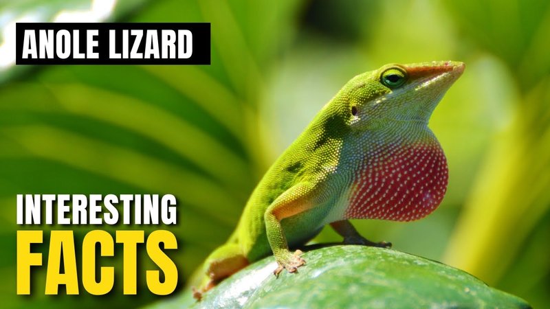 Common Myths And Facts About The Anole Lizard