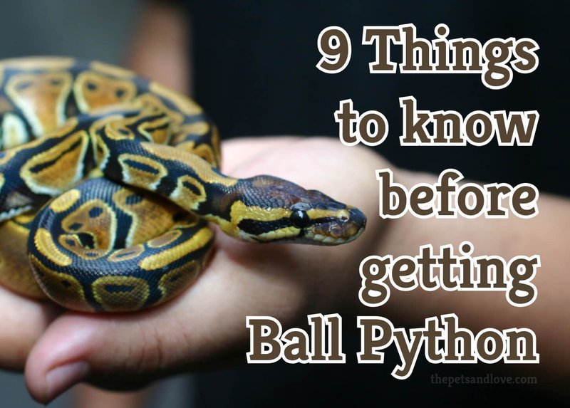 Common Myths And Facts About The Ball Python