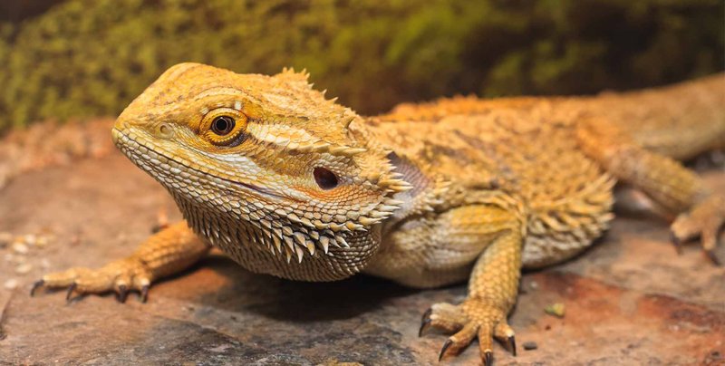 Common Myths And Facts About The Bearded Dragon